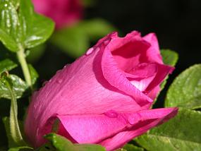 DSCN6919