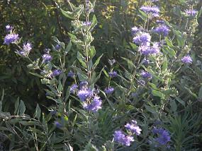 DSCN0042