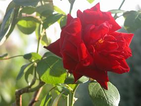 DSCN0043