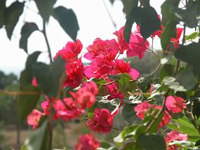 DSCN0209