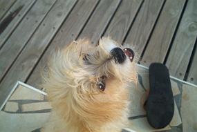 chienne