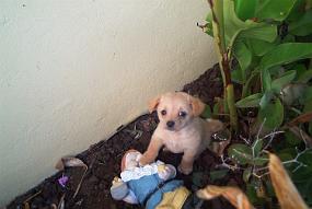 chiot1