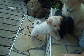 chiot2