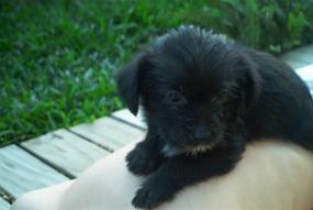chiot3