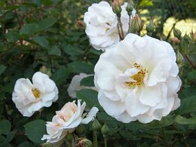 DSCN0057