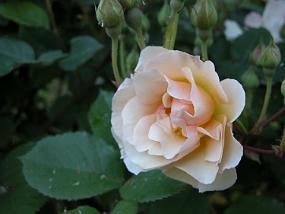 DSCN0058