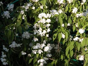 DSCN0011