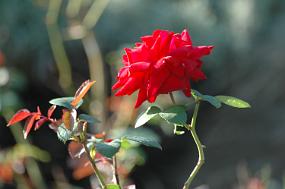 DSC_0012