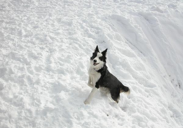 Utopie in the snow in Contamines (Saturday, 03. January 2004) Some pictures of Utopie chasing around in Contamines. They are all of course very beautiful. Such an intelligent dog.