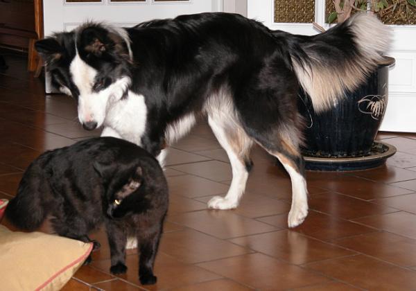 Utopie and Romeo (Sunday, 29. February 2004) Utopie and Romeo at home