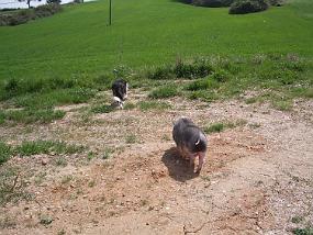 IMGP1443 Le cochon est amoureux d'Utopie