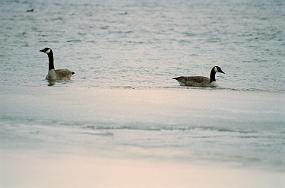 scan0008_ps