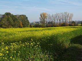IMGP4017