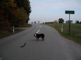 IMGP4108 Mitten auf der Strasse