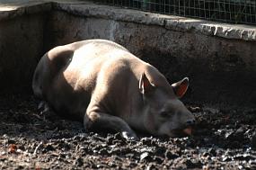 Tapir