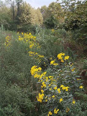 De jolies fleurs jaunes dont on a fait des bouquets