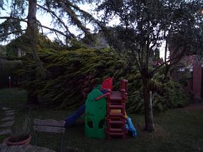 Fallen tree