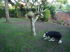 The lawn repair job