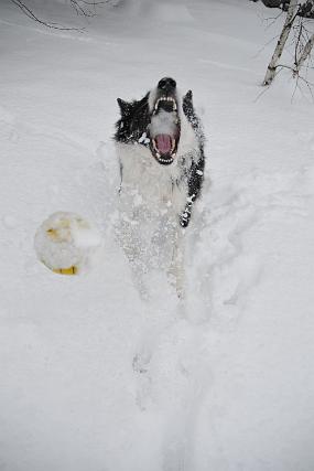 That's the problem playing ball in the snow - one eats a lot of snow