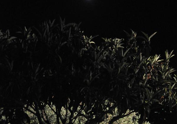 Manenc by night (Sunday, 16. June 2013) Some pictures of the garden by night
