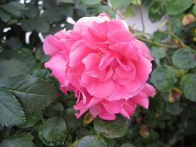 IMG_1002