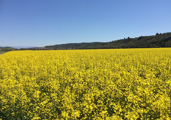 Yellow and Blue (Tuesday, 21. April 2015) Yellow field and blue sky in Vinon with an ITER background