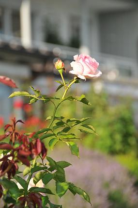 DSC_5967