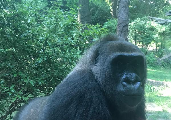 NY - Bronx Zoo (Monday, 16. July 2018) Walking around - talking the subway to Bronx Zoo the largest metropolitan zoo in the United States and among the largest...