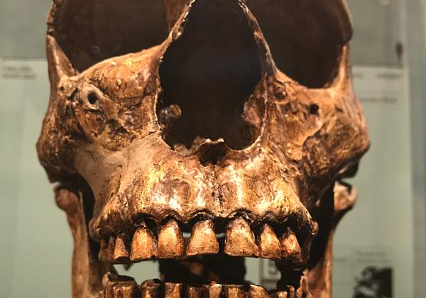 NY - American Museum of Natural History (Thursday, 19. July 2018) Today we include the American Museum of Natural History in our program