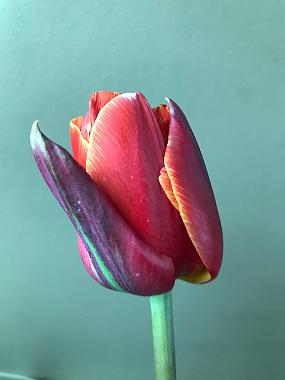 2019-04-06 15.19.08