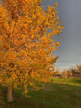 2019-11-30 16.33.47