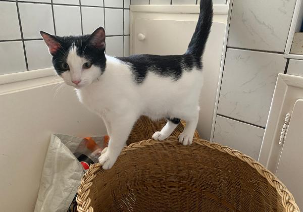 Chien et Chat (Friday, 03. January 2020) Quelques photos
