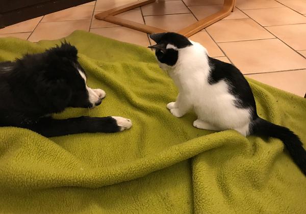 Oreo et Pepito (Thursday, 09. January 2020) Combat de titans