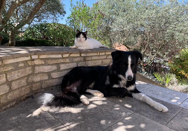 Pepito et Oreo (Thursday, 01. April 2021) Pepito et Oreo à la maison