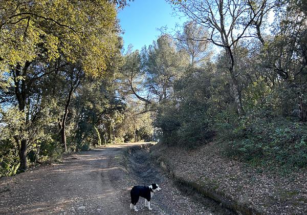 Balade (Friday, 20. January 2023) On fait un petit tour avec Toupie